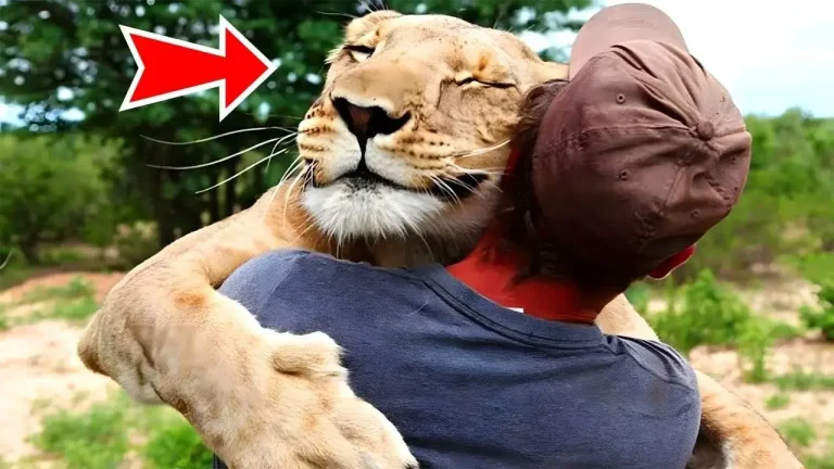 Il sauve un bébé lion